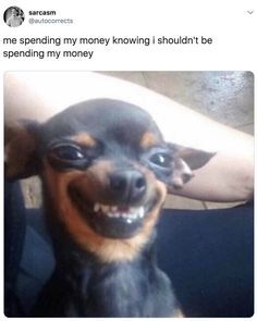 100 Chihuahua Memes That'll Make You Laugh Harder Than You Should A Dog, Memes, Funny