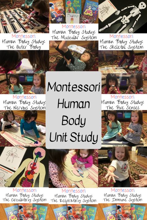 Human Body Study, Human Body Homeschool, Preschool Body Theme, Montessori Homeschool Preschool, Human Body Crafts, Human Body Unit Study, Human Body Projects, Body Preschool, Human Body Science