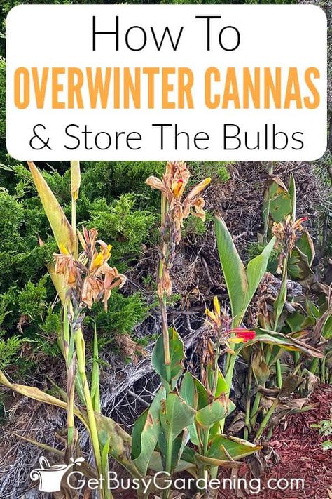 Canna Lily Landscaping, Canna Lily Care, Canna Lily Garden, Cana Lily, Winter Planting, Canna Bulbs, Canna Lilies, Lily Care, Winter Care