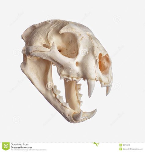 Skull Ideas, Cat Skull Drawing, Animals Skull, Panther Skull, Lion Skull, Jaguar Skull, Animal Skull, Leopard Skull, Animal Skull Reference