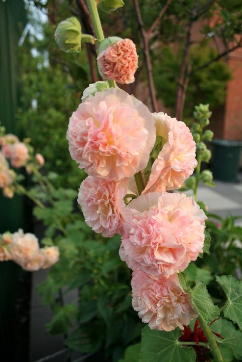 Beautiful - Hollyhock (Alcea rosea 'Apricot-Peach Parfait') Hollyhock Seeds, Alcea Rosea, Perennial Flowers, Growing Roses, Find Color, Flowers Perennials, Garden Seeds, Turks And Caicos Islands, Peaches