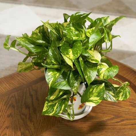 Care for Houseplants Scindapsus Aureus, Houseplants Decor, Common House Plants, Popular House Plants, Houseplants Low Light, Plants Uk, Plant Care Houseplant, Improve Indoor Air Quality, Pothos Plant