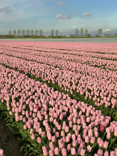 Field Of Tulips, Buy Me Flowers, I Can Buy Myself Flowers, Buy Myself Flowers, Tulip Garden, Tulip Fields, Nothing But Flowers, Aesthetic Flowers, Flower Landscape