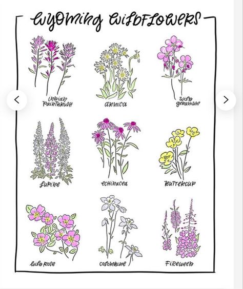 Wyoming Wildflowers Tattoo, Wild Mountain Thyme Tattoo, Wyoming Flowers, Wyoming Tattoo Ideas, Wyoming Tattoo, Wyoming Wildflowers, Alpine Wildflowers, Wildflower Song, Guerrilla Gardening