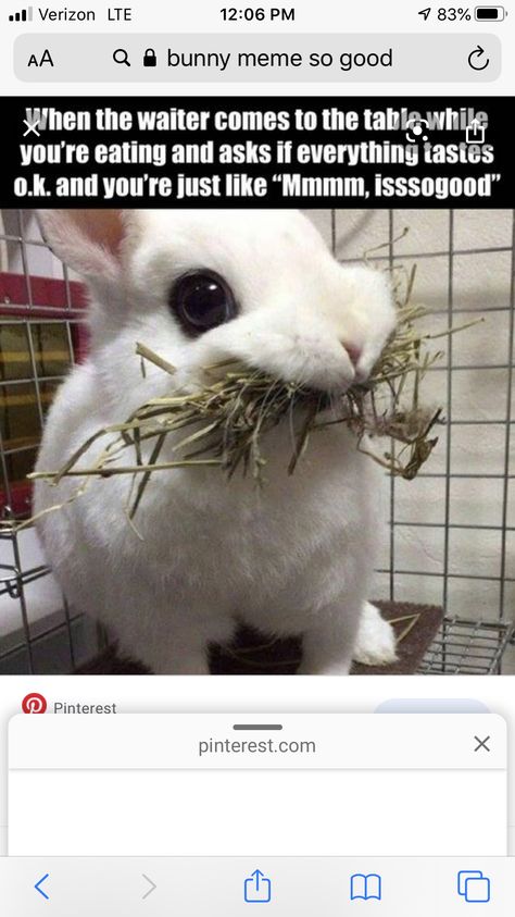 Bunny Meme, Funny Troll, Super Funny Pictures, Funny Rabbit, Funny Picture, Funny Bunnies, Awkward Moments, Funny Animal Pictures, Happy People