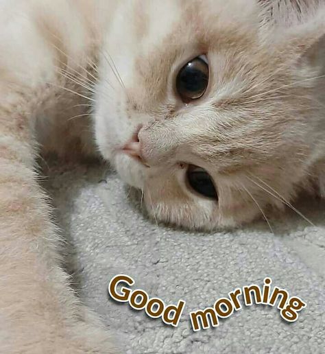 Cat Good Morning Quotes, Cute Good Morning Cat Memes, Good Morning Cute Cat Images, Cat Saying Good Morning, Good Night Cat Images, Goodmorning Cute Images, Good Morning Reaction Pic, Good Morning Cat Images, Good Morning Kittens