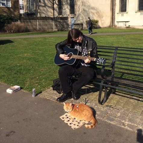 Fan Page Petting Cat, Bobcat Pictures, Street Cat Bob, I Miss My Cat, Bob Cat, Street Cat, Rare Cats, Cat Stories, Ginger Cat