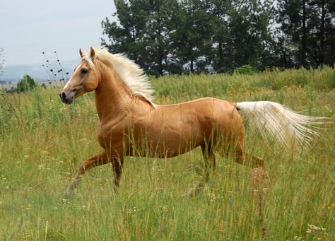 Napoleon - Palomino part Saddlebred Stallion | South Africa | By: must love horses | Flickr - Photo Sharing! Cavalo Palomino, Horse Running, Horses Running, Palomino Horse, Horse Names, Most Beautiful Horses, Most Beautiful Animals, Majestic Horse, All The Pretty Horses