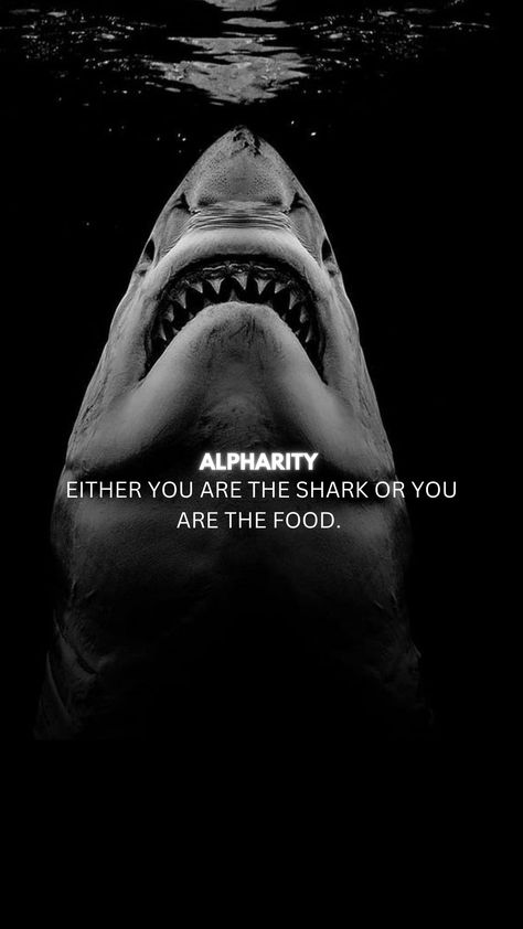 Perfect Man Quotes, Shark Quotes, Shark Wallpaper, Logic Quotes, Design Quotes Inspiration, Life Choices Quotes, Stoic Quotes, Motivational Quotes Wallpaper, Strong Mind Quotes