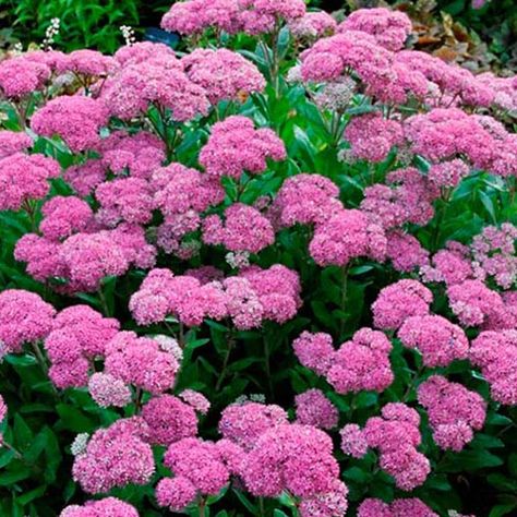 sedum Geranium Himalayense, Sedum Plant, October Flowers, Spring Hill Nursery, Plants Uk, Shade Flowers, Wildlife Gardening, Spring Hill, Low Maintenance Plants