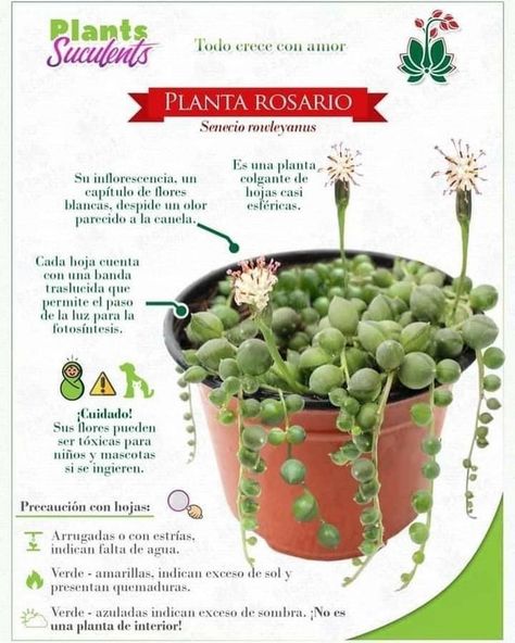 Gardening Design Diy, Succulent Landscape Design, Kitchen Ideas For Small Spaces, Growing Greens, Plant Care Houseplant, Succulent Garden Diy, Diy Plant Hanger, Inside Plants, Succulent Gardening