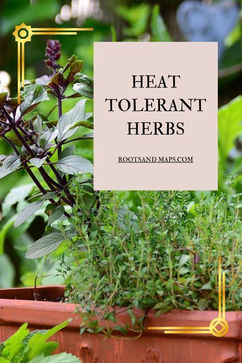 This advice from a South Florida garden lists heat-tolerant herbs to grow in your summer garden. Keep your fresh cooking ingredients going through the hottest days of summer. Full Sun Herbs, South Florida Gardening, Balcony Planting, Florida Gardens, Best Herbs To Grow, Easy Herbs To Grow, Herbs To Grow, Florida Garden, Balcony Gardening