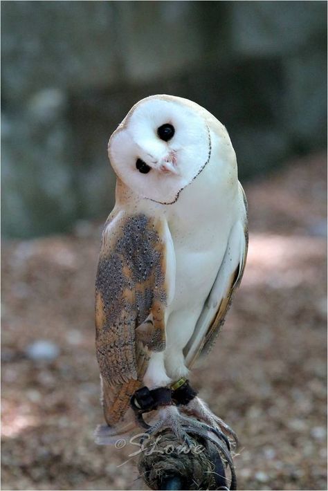 Barn owl pictures