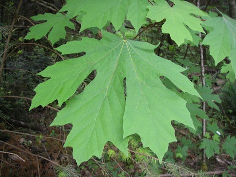 Big-Leaf Maple                                                                                The Maple Family–Aceraceae Acer macrophyllum Pursh. (AY-ser mak-ro-FILL-um) Names: Big-Leaf Maple, sometimes called Oregon Maple, derives both its common name and its scientific name, macrophyllum, from the fact that it can have leaves up to 12 inches across–the largest of any maple! Relationships: There are nearly 150 species of maples worldwide.  […] Big Leaf Plants, Small Mammals, Big Leaves, Fast Growing Trees, Rain Water Collection, Unique Trees, Tree Hugger, How To Grow Taller, Deciduous Trees