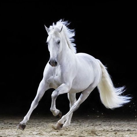 White Horse Running, Lotus Flower Wallpaper, Horse Running, Pale Horse, Horse Artwork, Jem And The Holograms, Most Beautiful Horses, Running Horses, White Horses