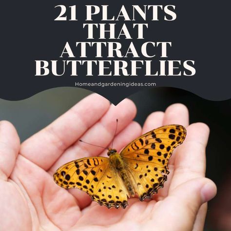 21 Plants That Attract Butterflies - Home and Gardening Ideas Plants That Attract Butterflies, Uses For Vicks, Blueberry Plant, Types Of Butterflies, How To Make Macarons, Asclepias Tuberosa, Butterfly Species, Campfire Food, Health Healthy