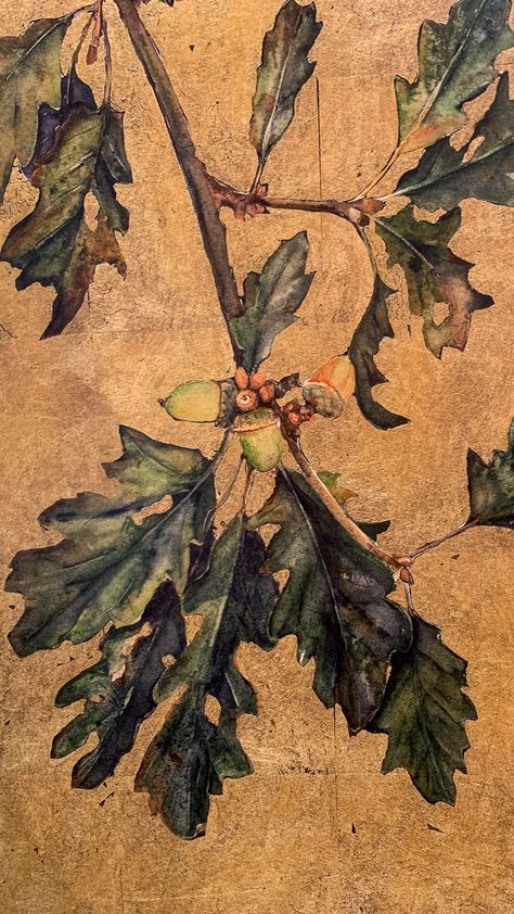 Jackie Morris Art, William Morris Acorn Wallpaper, Acorn Lino Print, Acorn Illustration, Jackie Morris Illustration, Robert Macfarlane, Acorn Botanical Illustration, Jackie Morris, Oak Leaves And Acorns