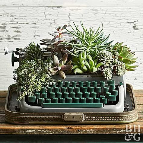 Typewriter Decoration Ideas, Typewriter Planter Diy, Vintage Typewriter Decor, Typewriter Planter, Succulent Tips, Indoor Herbs, Licorice Plant, Succulent Containers, Recycled Diy