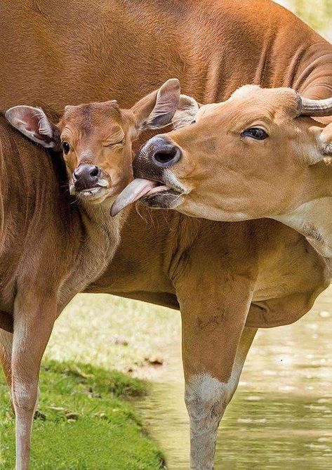 Regnul Animal, Animals Photography, Cow Pictures, Cow Calf, Baby Cows, Cow Art, Cat Sleeping, Cute Cows, Sweet Animals