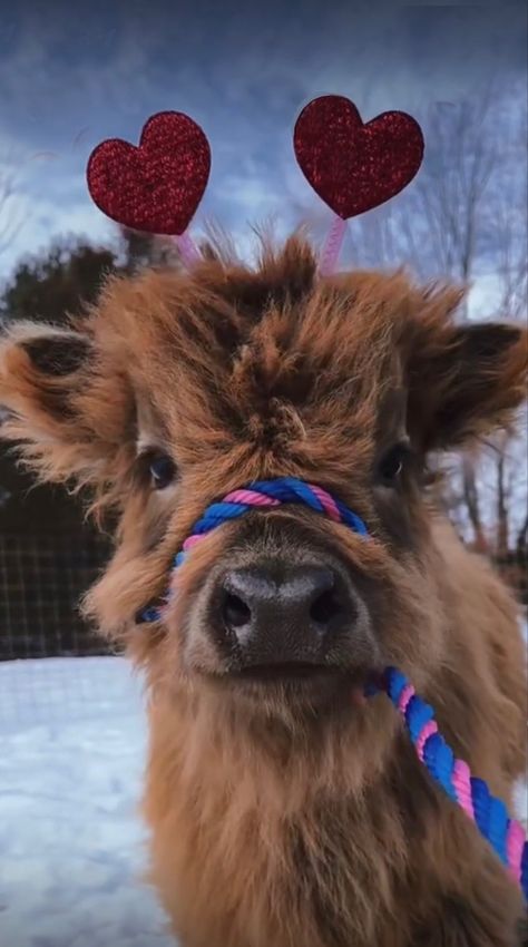 Valentines Cow / Calf / Baby Cow on the farm Valentines Cow, Cute Cows Wallpaper, Pretty Cows, Cow Hairstyle, Cute Highland Cows, Fluffy Cows Wallpaper, House Cow, Cows Cute, Cow Pics