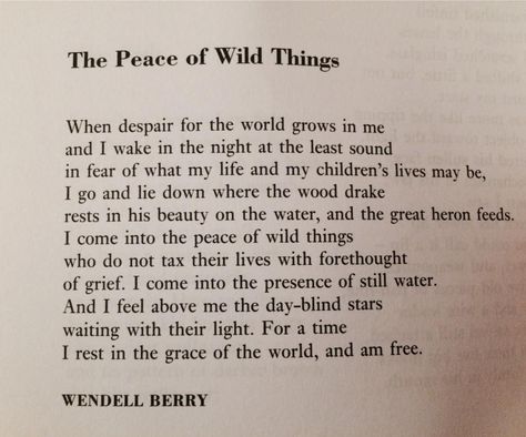 "..:I come into the peace of wild things who do not tax their lives with forethought of grief..." (Wendell Berry) The Peace Of Wild Things, Peace Of Wild Things, Wendell Berry, Wild Things, Child Life, The Peace, Berry, Mindfulness, Quotes