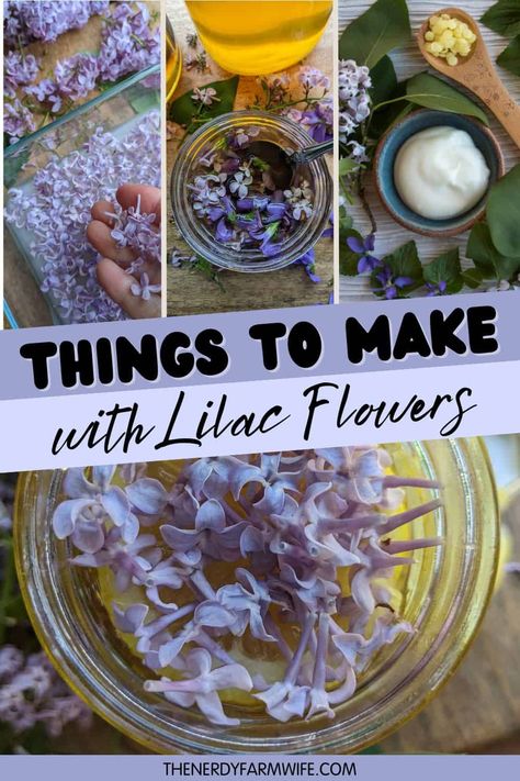 Here are 8 beautiful and useful projects you can make with lilacs. Plus, a free printable reference sheet all about growing and using lilacs! What Can You Do With Lilacs, Things To Do With Lilac Flowers, Uses For Lilac Flowers, What To Do With Lilac Flowers, Lilac Flower Recipes, Lilac Magical Properties, Useful Things To Make, Lilac Recipes, Lilac Essential Oil