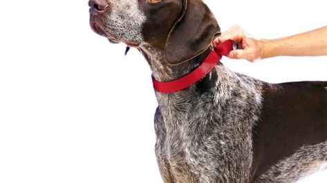 Martingale Collar For Dogs | How to Use Them and Which Ones Are Best Loose Leash Walking, Greyhound Collar, What Kind Of Dog, Lab Puppy, Martingale Dog Collar, Best Dog Training, Training Collar, Martingale Collar, Dog Training Collar