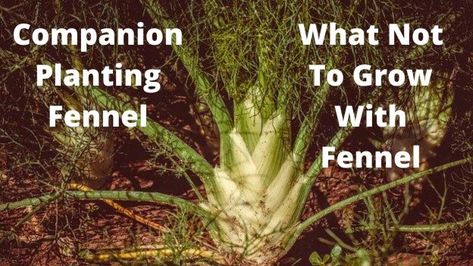 Companion Planting Fennel | Growing Guides Fennel Companion Planting, Fennel Growing, Planting Dill, Growing Fennel, Allotment Plan, Fennel Herb, Companion Planting Guide, Companion Planting Chart, Companion Gardening