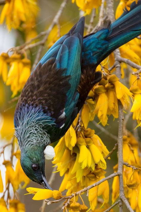 Kowhai Tree, New Zealand Wildlife, Nz Birds, Tui Bird, Birds In Nature, Felted Pictures, New Zealand Birds, Wood Pigeon, Clay Vases