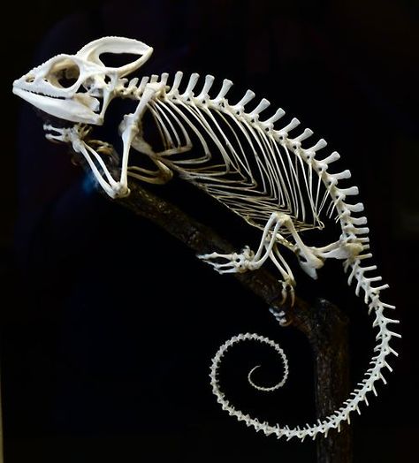 Chameleon Skeleton, Lizard Skeleton, Animal Skeleton, Skull Reference, Skeleton Anatomy, Skeleton Drawings, Animal Skeletons, Skeleton Bones, Bone Art