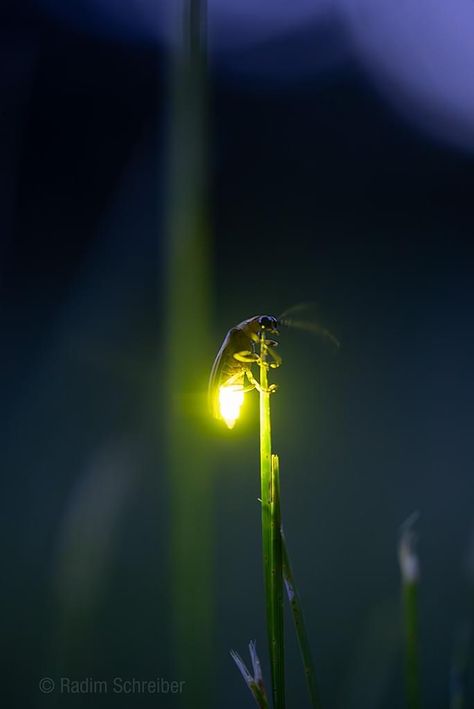 Firefly Aesthetic, Firefly Photography, Lightning Bugs, Tattoo Portfolio, Macro Photos, Aesthetic Photography Nature, Girly Art, Firefly, Light Art