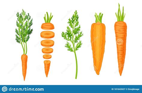 Illustration about Whole and Chopped Carrot with Top Leaves Vector Set. Ripe and Raw Agricultural Crop for Organic Eating. Illustration of organic, orange, edible - 181642627 Carrot Illustration, Eating Illustration, Organic Eating, Ice Cream Cartoon, Dragon Wallpaper Iphone, Dragon Wallpaper, Digital Food, Red Rose Tattoo, Carrot Top