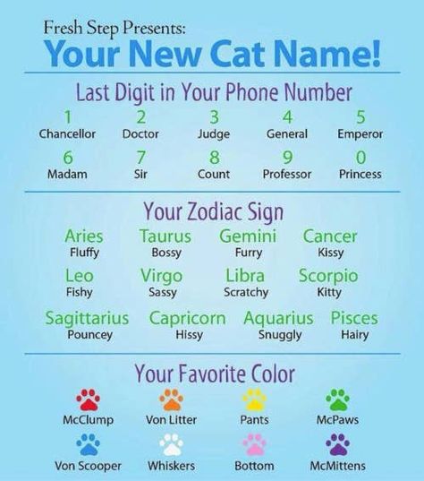 If You Were A Cat, What Would Your Name Be? Name Games, Funny Names, Leo And Virgo, Name Generator, What Is Your Name, Taurus And Gemini, Cat Names, New Names, E Card