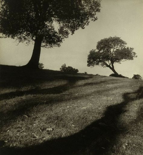 Australian Photographers, Two Trees, National Gallery, A Hill, Cebu, Vintage Photography, Photography Inspo, Arbor, White Photography