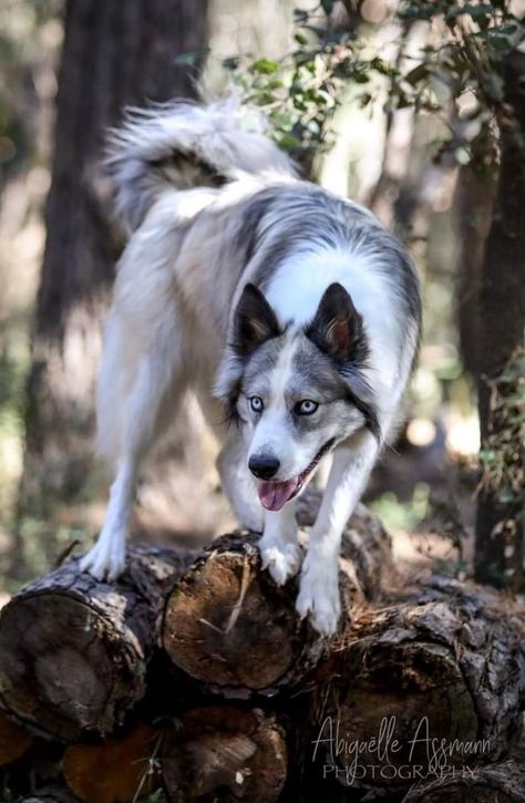 Dynamic Dog Poses, Yakutian Laika, Laika Dog, Wolf Poses, Rare Dogs, Dog Anatomy, Long Haired Dogs, Dog Poses, Pretty Dogs