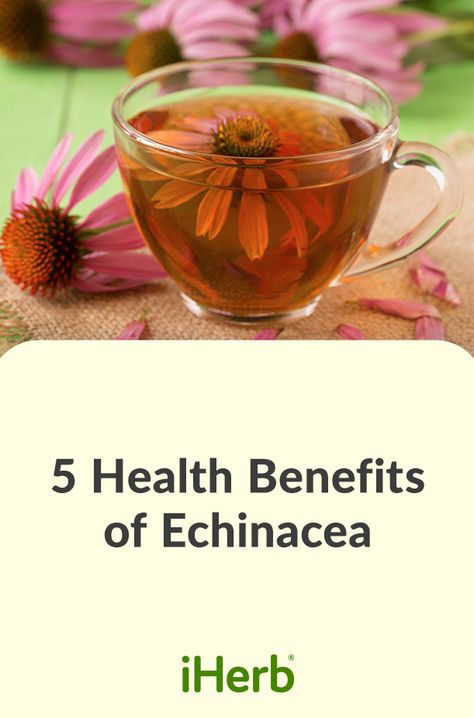 Echinacea, a potent antioxidant-rich herb, may help boost immunity, reduce inflammation, and shorten cold and flu duration. Learn more about this antioxidant-rich herb. Benefits Of Echinacea, Echinacea Tea Benefits, Bible Diet, Echinacea Tea, Boost Immunity, Wild Blueberries, Tea Benefits, Nutritious Recipes, Chronic Inflammation