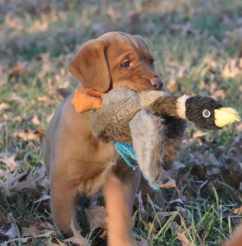 21+ Cutest Fox Red Lab Puppies Ever! - The Paws Red Lab Puppy, Red Fox Lab, Fox Red Labrador Puppy, Red Lab Puppies, Fox Red Lab, Fox Red Labrador, Red Labrador, Red Lab, Lab Puppy