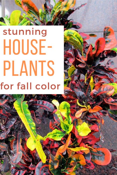 Plants For Fall, Beautiful House Plants, Houseplant Tips, Fall Gardening, Party Place, Top Diy, Indoor Plant Care, Outdoor Stuff, Herbs Indoors