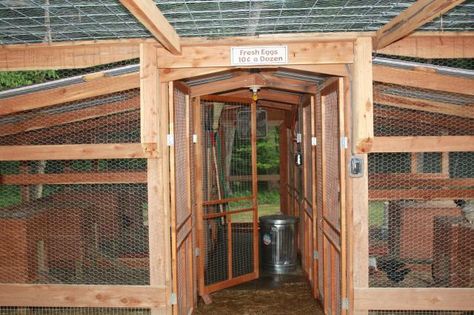 Chicken Breeding, Chicken Breeding Pens, Divided Chicken Coop Room Dividers, Chicken Breeding Pens Ideas, Chicken Breeder Pens, Divided Chicken Coop, Poultry Breeding Pens, Chicken Coop With Cattle Panels, Hog Panel Chicken Coop