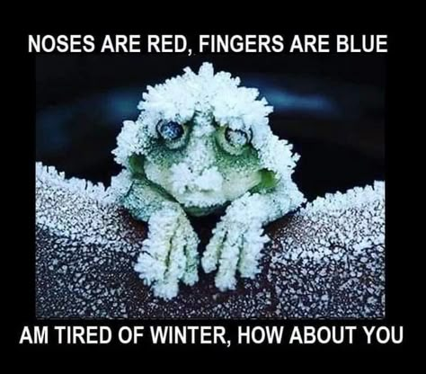 Cold Weather Funny, Cold Weather Quotes, Winter Humor, Snow Humor, Weather Memes, Santa Claus Village, The Santa Claus, Weather Quotes, Good Morning Funny Pictures