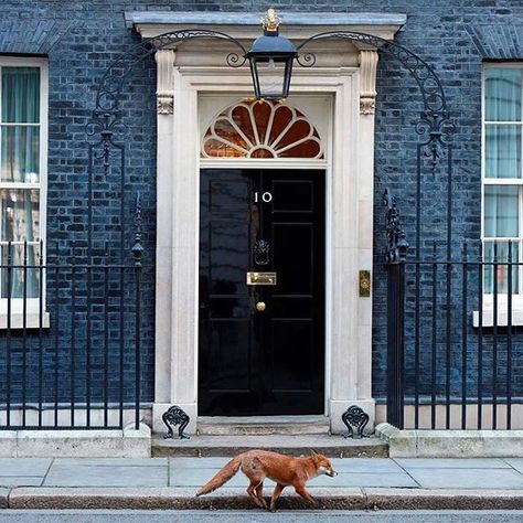 FT Photo Diary : A fox runs past the entrance to 10 Downing street in central London on January 16, 2018. See more photos from around the world at FT.com/week-in-pictures : NIKLAS HALLE'N/AFP/Getty Images #FT #financialtimes #photooftheday #picoftheday #photo #photography #photographer #onassignment #london #uk #unitedkingdom #downingstreet #10downing #10downingstreet #british #britain #centrallondon #fox #animal #wildlife 10 Downing Street, Life In The Uk, Fox Animal, Downing Street, London Aesthetic, Secret Gardens, Animal Wildlife, Pictures Of The Week, London United Kingdom