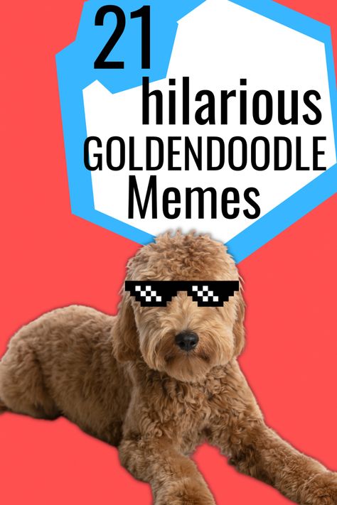 Goldendoodle wearing a pair to sunglasses with text above that says “Goldendoodle memes”. Goldendoodle Memes Funny, Golden Doodle Funny, Golden Doodle Quotes, Funny Golden Doodles, Goldendoodle Quotes, Labradoodle Quotes, Goldendoodle Funny, Funny Goldendoodle, Goldendoodle Black