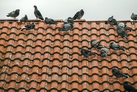 Get Rid Of Pigeons, Pigeon Deterrent, Roof Balcony, Getting Rid Of Mice, Fence Toppers, Pigeon Bird, Crazy House, Better Homes And Garden, Roof Tiles