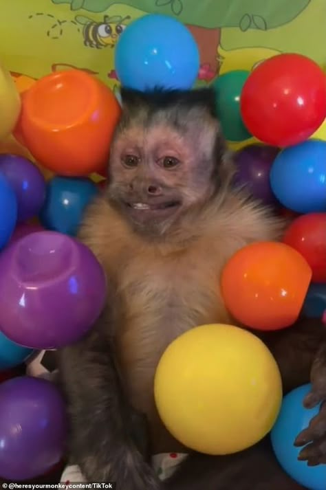 George The Monkey, Pet Monkey, Houston Texas, Houston, Balloons, Social Media, Pet, Media