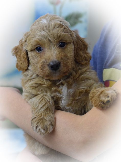 Minature Labradoodle, Mini Labradoodle, Mini Labradoodle Puppy, Labradoodle Puppies For Sale, Labradoodle Puppy, Australian Labradoodle, Labrador Puppy, Cute Funny Dogs, Toy Poodle