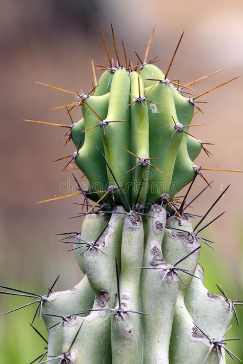 Cactus. Pale Green And Gray Cacti With Spikes #Sponsored , #PAID, #sponsored, #Pale, #Spikes, #Cacti, #Cactus Spikey Plants Garden, Spike Plant, Thornless Cactus, Golden Spike, Green And Gray, Flower Spike, Nature Plants, Pale Green, Cactus Plants