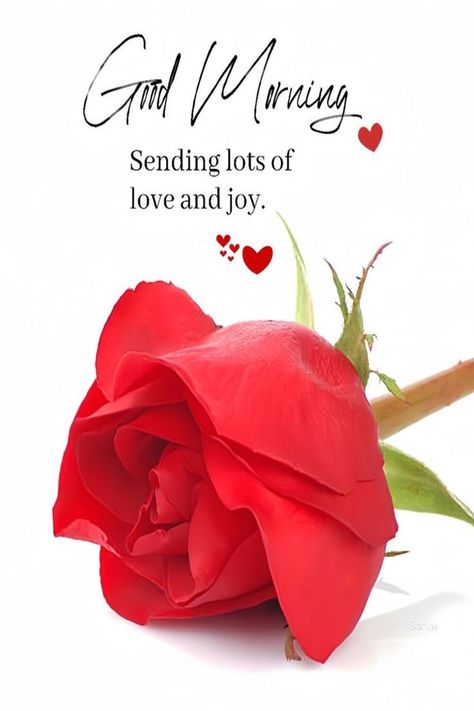 Sending Lots Of Love, Good Morning Rose Images, Morning Massage, Latest Good Morning Images, Good Morning Massage, Good Morning Dear Friend, Love Good Morning Quotes, Good Morning Greeting Cards, Good Morning Flowers Rose