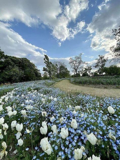 Blue Flower Field, Flower Meadow, Light Blue Flowers, Aesthetic Sky, Modern Society, Nothing But Flowers, Pretty Landscapes, Blue Garden, Pretty Flower