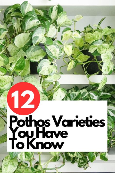 Discover the Incredible World of Pothos Varieties - Unveiling the 12 Must-Know Varieties! Are you ready to expand your Pothos collection? Look no further! Explore the beauty and diversity of these 12 stunning Pothos varieties. From the classic Golden Pothos to the exotic Marble Queen, each variety has its unique charm. IG Photo by: suno_yuka Pathos Plant, N'joy Pothos, Pothos Varieties, N’joy Pothos, Pothos Plants, Marble Queen, Marble Queen Pothos, Neon Pothos, Greenery Flowers