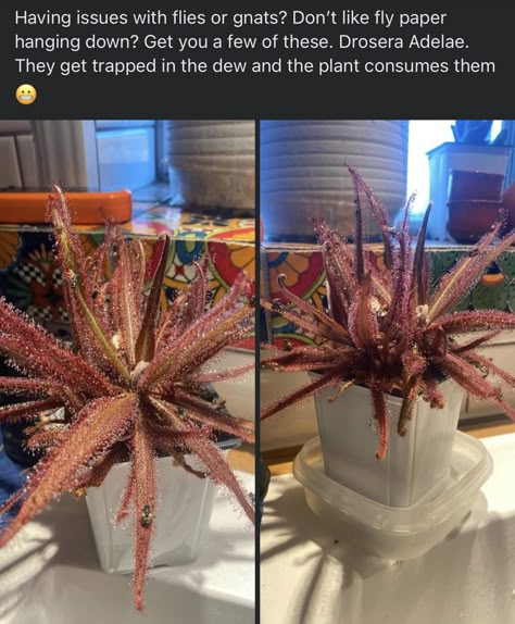 Creepy Plants, Plant Diy, Plant Mama, Plant Care Houseplant, Plant Hacks, Inside Plants, Growing Plants Indoors, Unusual Plants, House Plants Indoor